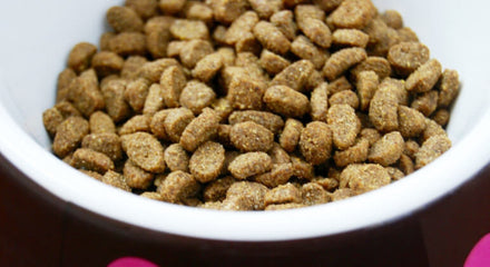 Pet Parents Beware: 8 Red Flag Dog Food Ingredients To Avoid