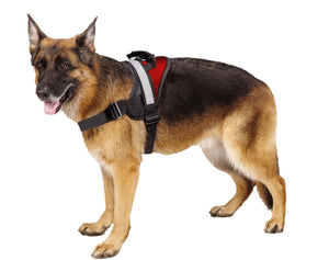 Big Dog Harness Red